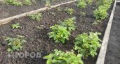 Опытные дачники не оставляют это на участке после сбора урожая: простая осенняя привычка экономит силы весной