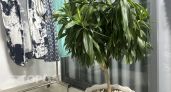 Эти три цветка живут дольше остальных и не требуют постоянного ухода 