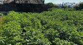 Кошу ботву за две недели до копки — и теперь мой картофель лежит до весны: раскрываю секрет