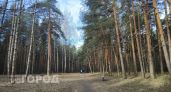 Ушли за грибами, вернулись со спасателями: что произошло с парой 70 лет в лесу под Ярославлем