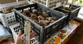 Всю жизнь неправильно хранила картошку: соседка раскрыла способ, благодаря которому клубни лежат до самой весны