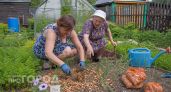 Перестала выбрасывать луковую шелуху и теперь экономлю на удобрениях: мои грядки стали самыми урожайными в округе