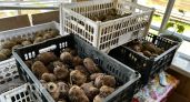 Ильин день - 2 августа: какие работы на огороде начинали именно сейчас и почему картошку считали главным урожаем этого дня