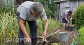 Убрали чеснок и лук: вот какие культуры я высаживаю в освободившуюся землю для получения двойного урожая
