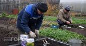 Выбросил пять популярных сидератов из своего списка: фацелия сработала идеально, а календула лишь подвела