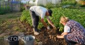 Сажаю картофель с дистанцией 90 сантиметров: этот простой прием утроил урожай и сэкономил место на участке