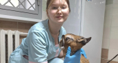  Рыбинские ветеринары спасли козлика Юру после нападения собаки