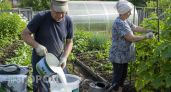 Добавляю молоко в воду для полива огурцов: урожай собираю ведрами до самых заморозков без всякой химии