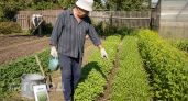 Больше никогда не сею эти 3 сидерата под чеснок: они лишь закисляют почву и лишают вас крупного урожая