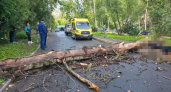 Погибший под деревом мужчина приехал в отпуск в Ярославль с СВО