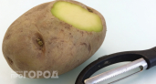 Зеленая картошка на кухне: как не довести семью до отравления и когда пора отправлять овощ в мусорное ведро