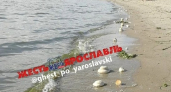 К берегу Волги в Ярославле прибило похожие на просфоры загадочные булочки