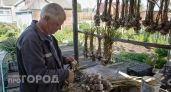 Перестала выбрасывать проросший чеснок после этой хитрости: теперь головки остаются свежими до самого лета