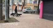 Более 100 собак могли погибнуть после вакцинации в Ярославской области