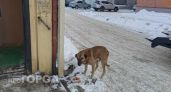 В Ярославской области временно запретили четыре серии вакцин после гибели собак