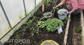 Не выходите сегодня в огород: эти 5 вещей 26 августа под строгим запретом — иначе беда придет на целый год