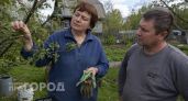 Яблоня сбрасывает молодую завязь: делайте это простое действие сразу после цветения для спасения урожая