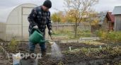 Перестаньте перекапывать землю после томатов: фитофтора исчезает сама за 6 недель при одном простом условии