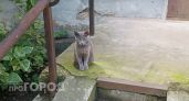 Домашняя кошка на самовыгуле заразилась бешенством в Некрасовском районе