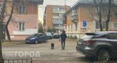 Производитель вакцины пообещал поддержку хозяевам погибших ярославских собак