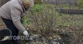 Смешиваю золу с очистками под смородину осенью: такой простой прием обеспечивает кусты ягодами на все лето