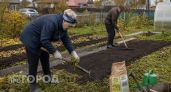 Забудьте про навоз под морковь: внесите эти два средства осенью и собирайте урожай размером с кулак