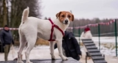 В Ярославской области готовят карту pet-friendly мест почти на 400 объектов