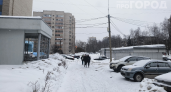 Зима принесёт хаос: что не так с прогнозом на 2026–2027 и как готовиться