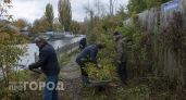 Хуже борщевика: уберите это растение со своего участка прямо сейчас чтобы не платить огромные штрафы