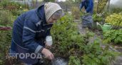 Достаточно рассыпать этот порошок под смородиной в сентябре: будущим летом ветки будут усыпаны крупными ягодами
