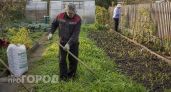 Думал, что сидераты полностью заменят навоз: три причины, почему я зря потратил силы и время на грядках