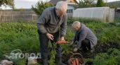 Морковь горчит из-за одной ошибки при посадке: уберите этот овощ с грядки и забудьте о проблеме навсегда