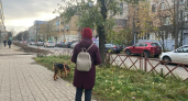 Ветврач назвал причины гибели собак после вакцинации в Ярославской области