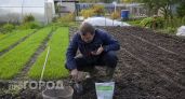 Проволочник исчезнет навсегда: один простой прием с рожью поможет очистить грядку за пару минут вашего времени