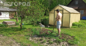 Эту «зеленую пакость» на огороде вывести почти невозможно: нашел слабое место сорняка — делюсь методом