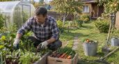 Почему американцы отказываются от грядок и огородов: 5 причин, которые заставят вас пересмотреть свой быт