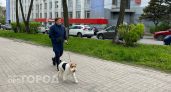 Ярославская область вошла в тройку выгодных регионов для отдыха с животными