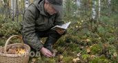 Рискуете свободой ради тихой охоты: проверьте список из 42 грибов, за которые в России дают реальный срок
