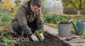 Посадка клубники под зиму: 5 критических ошибок, из-за которых вы рискуете остаться без ягод в следующем году