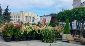 В Ярославле улицы Нахимсона и Андропова украсят мобильной зеленью