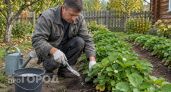 Перестала использовать органику для клубники в октябре: урожай стал больше на сорок процентов без лишних затрат