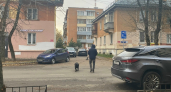 Инфекционист объяснила попадание вируса псевдобешенства в вакцину для собак