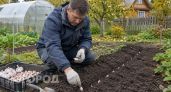 Перестал делать эти 3 глупости при посадке чеснока: теперь собираю урожай в два раза крупнее прошлого года