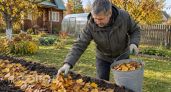 Простой прием с опавшей листвой в октябре: мой озимый чеснок просыпается на две недели раньше остальных грядок