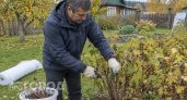 Обрекаете кусты на голод сами того не зная: почему смородина чахнет из-за привычных действий садоводов