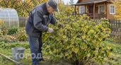 Перестаньте совершать эти 4 ошибки при уходе за смородиной: кусты начнут плодоносить ведрами ягод каждый год