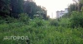 Заросли борщевика на 10 гектарах: ярославец заплатит 30 тысяч за заброшенную землю
