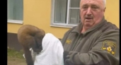 В Рыбинске куница устроила погром в медицинском кабинете и попала на видео