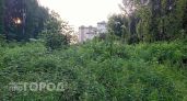 Деревья высотой до 7 метров: жителя Подмосковья наказали за заброшенные ярославские земли