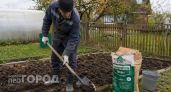 Раскисляю почву доломитовой мукой в октябре: одна грубая ошибка превратит весь урожай картофеля в паршу